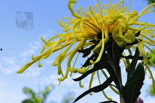 国产爆菊花,绽放民族特色的创新之花